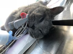 -关爱宠物医院·猫科中心·消化科(滨湖万达分院)