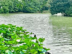 -荔湾湖公园