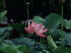 -莲花池公园