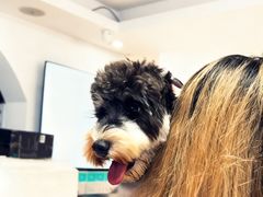 -翊宠yipet猫狗购宠庄园犬舍•猫舍