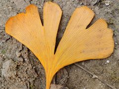 -成都市第一人民医院(南区)