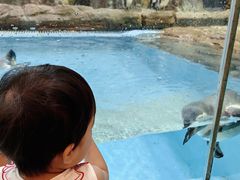 -帝企鹅自助餐厅•儿童岛•真企鹅(长隆企鹅酒店)