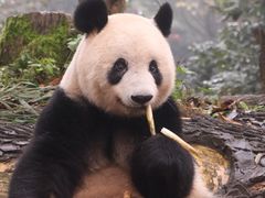 -中国大熊猫保护研究中心雅安碧峰峡基地