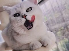 -糯米喵星人总部直营旗舰店·猫舍·幼猫出售