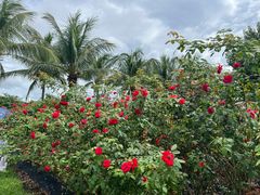 -亚龙湾国际玫瑰谷