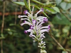 -广州神农草堂中医药博物馆