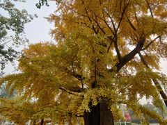 -清华大学玉泉医院