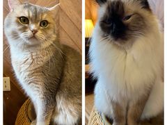 -MOCHA明星猫咖(田子坊店)