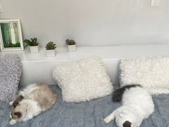 -拜鲁耶动物诊疗中心·宠家动物医院