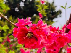 -朝阳公园