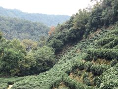 -十八棵（老龙井）御茶园(老龙井店)
