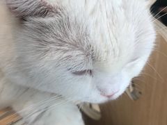 -飞行喵MR PILOT|猫舍·猫咖(静安大融城店)
