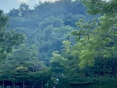 -野象谷景区