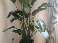 -恒悦轩·粤菜(上海展览中心店)