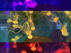 -秦皇岛新澳海底世界