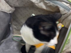 -佳雯宠物医院·皮肤科·内外科(春晓路分院)