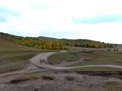 -乌兰布统景区-白桦林