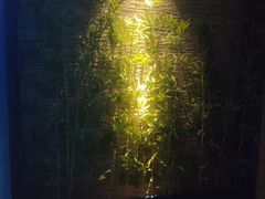 -鹤祥宫·影院足道·SPA连锁(沙井店)