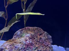 -上海海洋水族馆