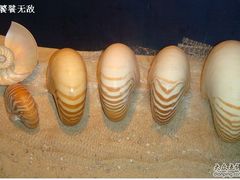 -亚龙湾中心广场·贝壳馆