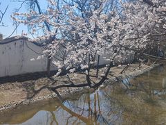 -桃花堤公园