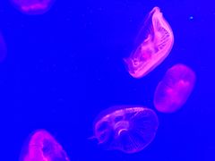 -福州罗源湾海洋世界旅游区