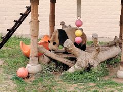 -石家庄市动物园