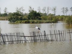 -盐城丹顶鹤湿地生态旅游区
