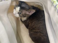 -纳吉亚猫专科动物诊疗中心(蒋宅口分院)