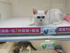 -lincat·猫舍(广州店)