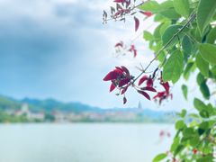 -美的鹭湖森林度假区