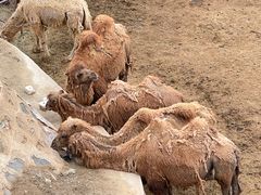 -大青山野生动物园