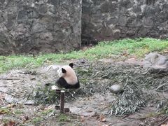 -都江堰中华大熊猫苑