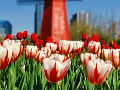 -大宁郁金香公园-停车场