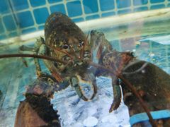 -东方国际水产中心