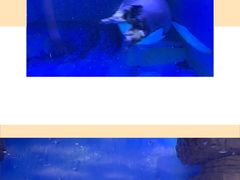 -海合安成都极地海洋公园