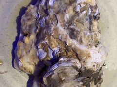 深海黄金蚝-千岛蚝高压锅生蚝·人参火锅(白云万达店)