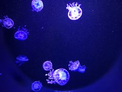 -成都浩海立方海洋公园