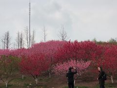 -秀丽东方