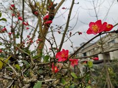 -两河城市森林公园