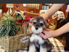 -翊宠yipet猫狗购宠庄园犬舍•猫舍