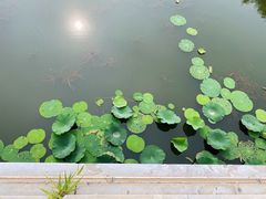 -大兴滨河森林公园