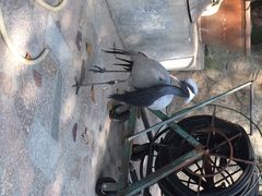 iphone_upload_pic-百鸟园