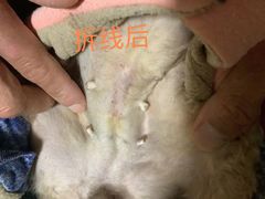 -爱侣·安琦尔宠物医院·中兽医针灸·心内科·狂犬免疫点(宝山区院)