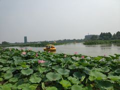 -白洋淀景区