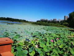 -丁香湖公园