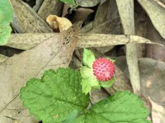 -上海佘山国家森林公园天马山园