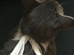 -佳怡动物医院·平价24小时·猫专科骨外科