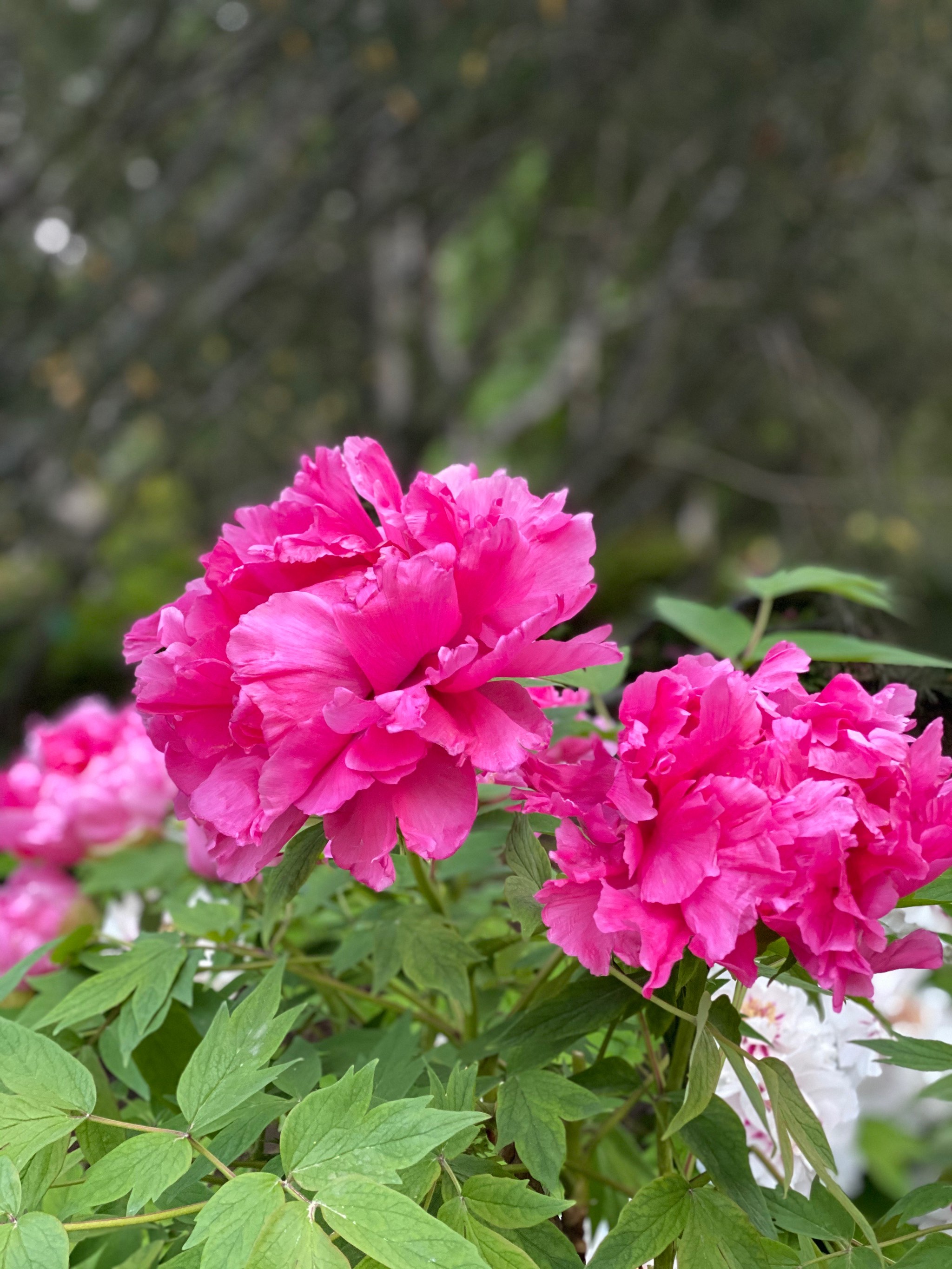 莲花池公园牡丹花图片