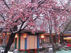 -白家大院·王府宫廷菜(苏州街店)